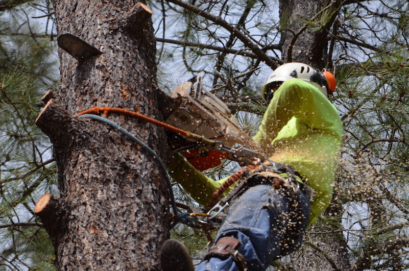 Tree service worker cutting main truck of tree during a tree removal