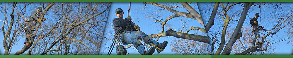 Safety Harness Tree Trimming
