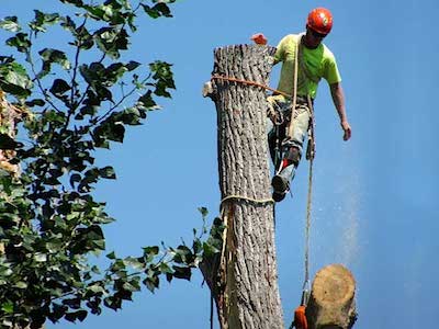 Tree Service Dayton OH Tree Removal