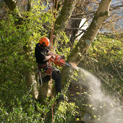 Tree Removal in Huber Heights, OH