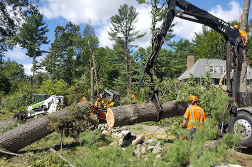 Tree Removal in Waynesville