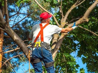 Tree Trimming with Tree Service Dayton