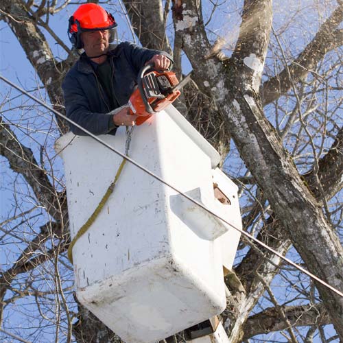 Tree Trimming in Kettering