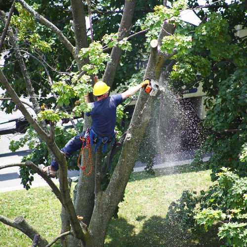Tree Trimming in Oakwood