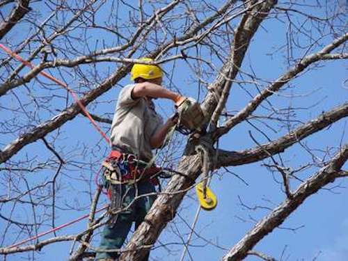 Tree Trimming by Tree Service Dayton OH